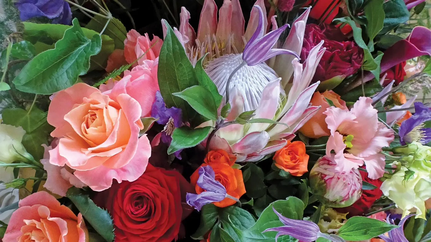 Close-up of an arrangement of pink and red roses, a king protea, purple clematis, orange spray roses and lisianthus among green leaves